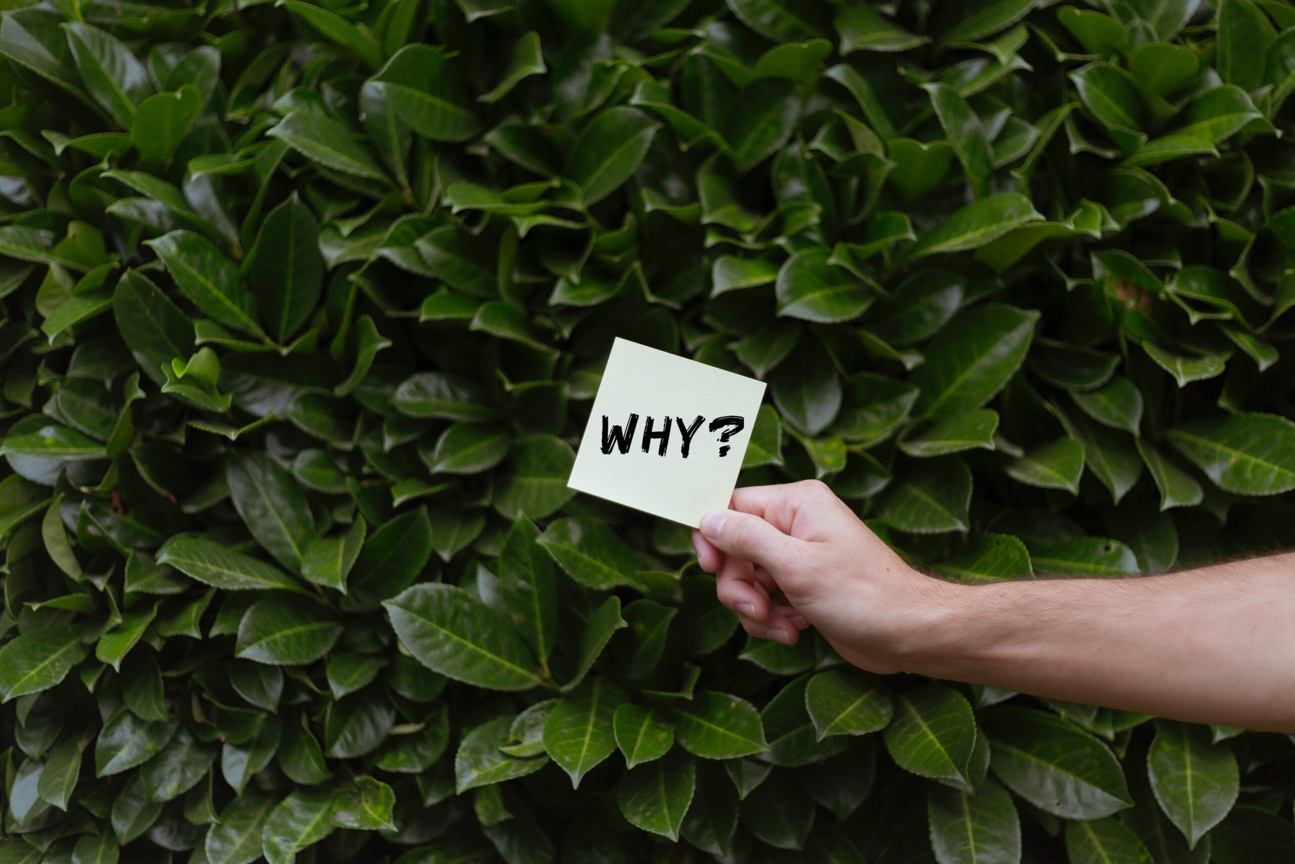 Photo by Image Hunter: https://www.pexels.com/photo/concept-image-with-a-question-on-a-sticky-note-against-green-hedge-13092792/ why-of-your-pourquoi-company-ceicia-cecile-lammer-talent-retention-company-harmony-success-passion